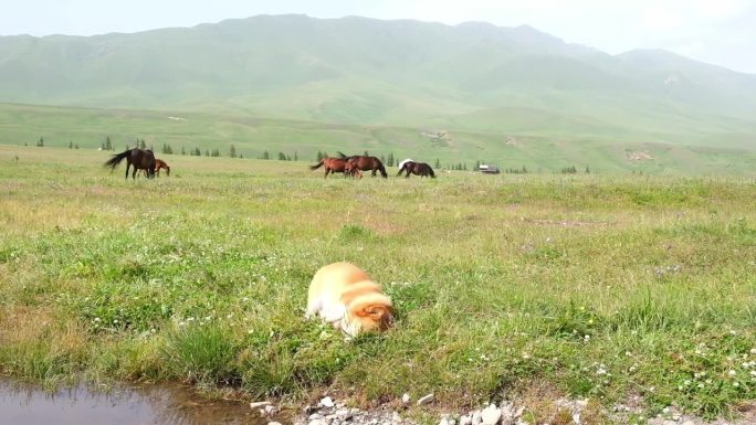 夏天，一只小牧羊犬，一只红色的柯基彭布罗克，在山间草地上闲逛，在一匹马的背景下翻滚。