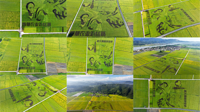 袁隆平多彩稻田乡村振兴4k合集