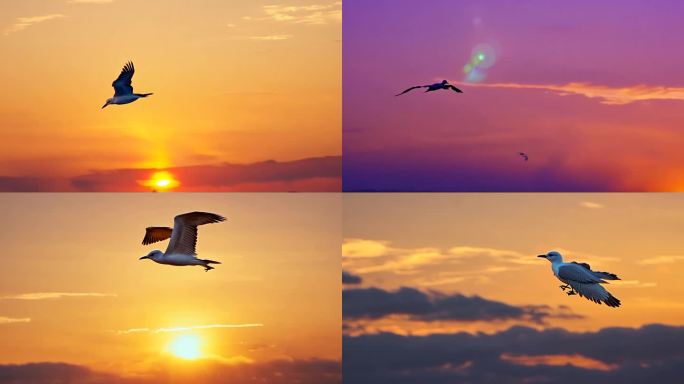 超慢动作海鸥飞行夕阳下太阳余晖落日翱翔纷