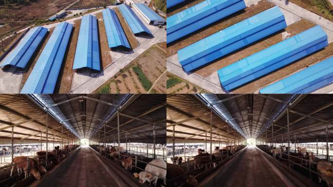 牛棚养殖高清航拍