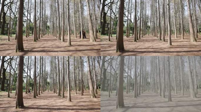 1080P延时摄像树林里的光影变化