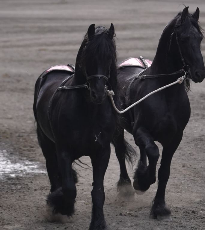 黑马 黑色的马 骑马 马术表演 汗血宝马