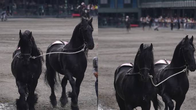 黑马 黑色的马 骑马 马术表演 汗血宝马