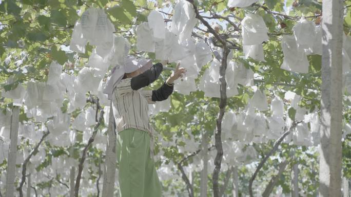 果农检查葡萄