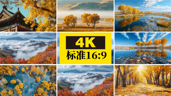 秋天 落叶 秋分 金秋 秋色 秋叶