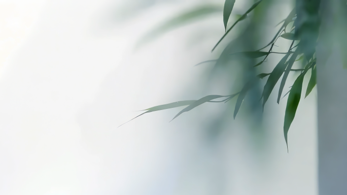 意境 禅意唯美竹子竹林 竹影 毛竹