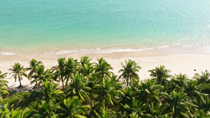 航拍美丽海边椰林文昌东郊椰林