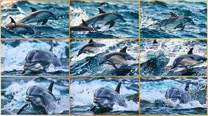 海豚跃出水面慢镜美丽海洋生态 原生态海域