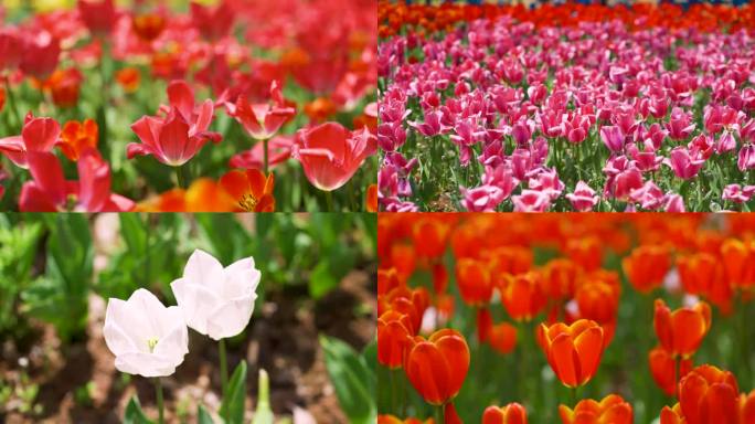 春天郁金香实景拍摄