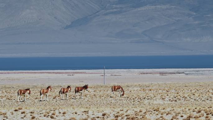 青藏高原上的一群藏野驴