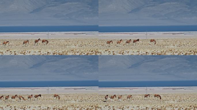 青藏高原上的一群藏野驴