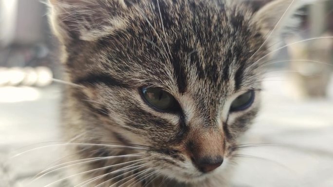 小猫的头坐在街上