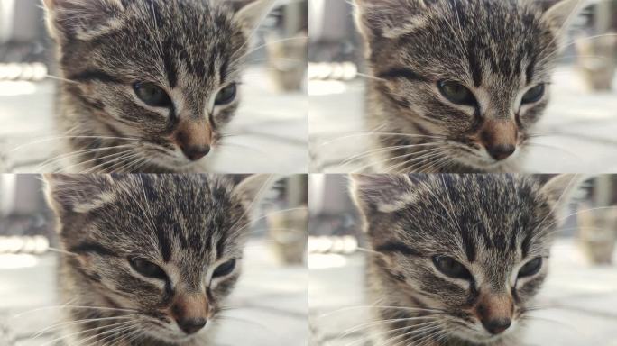 小猫的头坐在街上