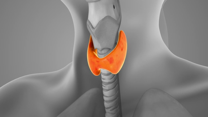 甲状腺的医学动画