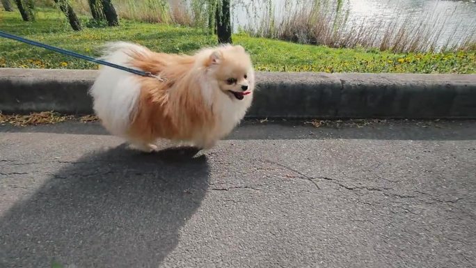 拴着皮带的棕色和白色的小狗