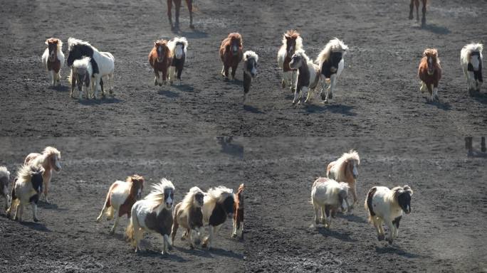 马 小马 矮马 小矮马 可爱的马 骑马