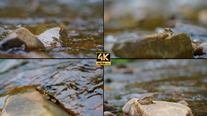 4k小溪边特写青蛙在石头上