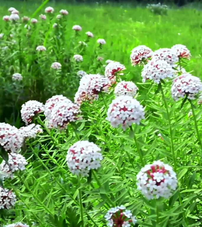 草原花海黄花蒲公英狼毒花