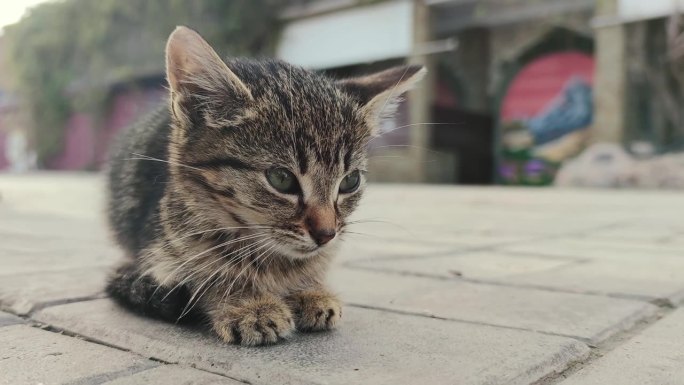 颤抖的小猫坐在街上