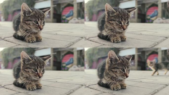 颤抖的小猫坐在街上