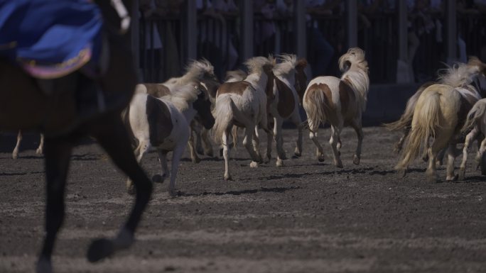 PONY马 小马 新疆汗血马基地