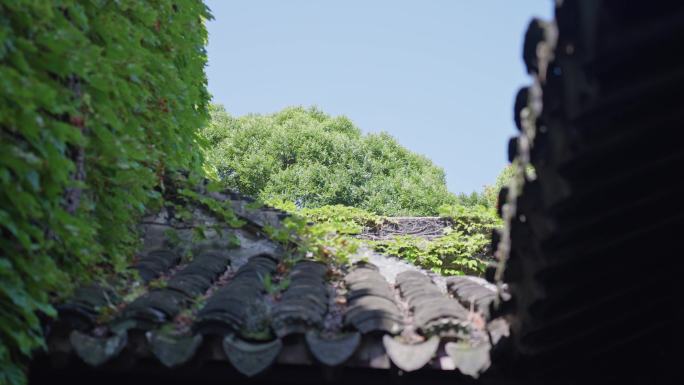 满墙爬山虎江南园林空镜头