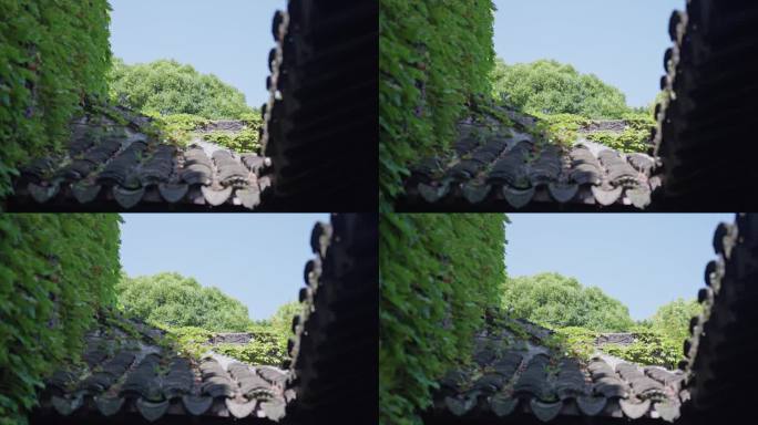 满墙爬山虎江南园林空镜头