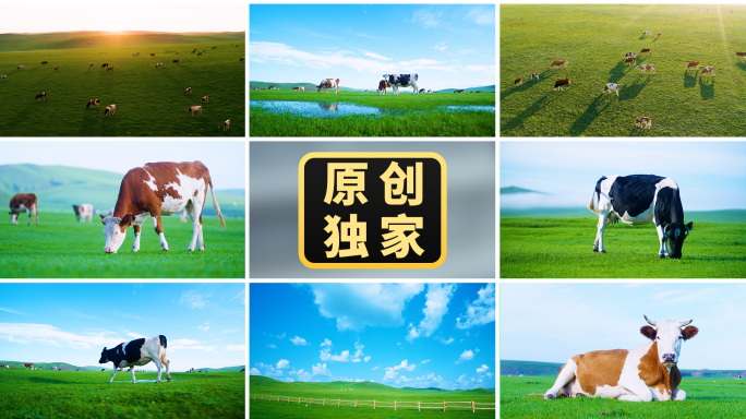 阳光牧场奶牛吃草草原牛群畜牧养殖牛奶广告