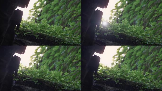 满墙爬山虎江南园林空镜头