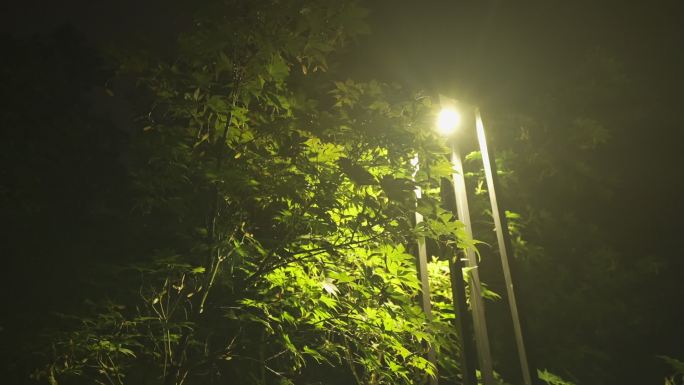 雨后夜晚灯光透过灌木