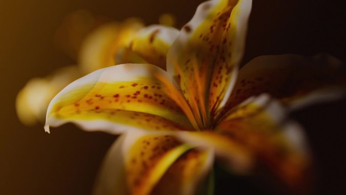 植物生长开花种子发芽农业生长万物生长4k