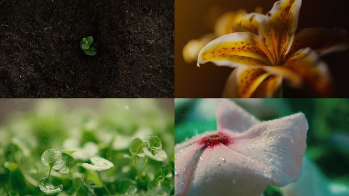 植物生长开花种子发芽农业生长万物生长4k