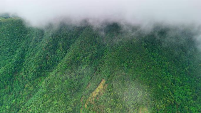 高山云雾 原始森林 高空云层 雨后清晨