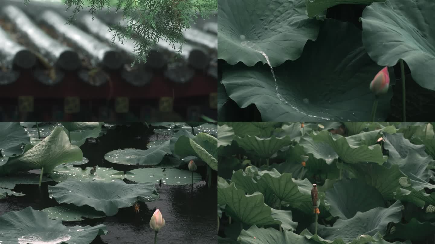 夏天下雨 荷花荷叶荷塘 雨天雨景