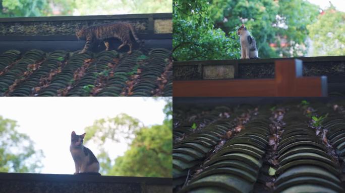 4K意境 寺庙屋顶 猫咪站在寺庙的瓦片上