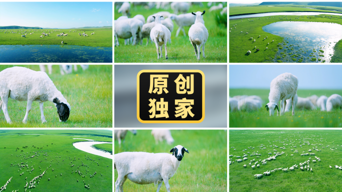 草原羊群放牧畜牧养殖生态牧场内蒙古羊吃草