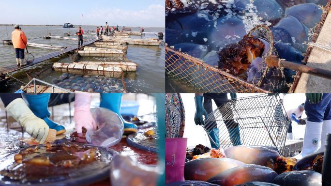 海蜇养殖海蜇捕捞海蜇加工