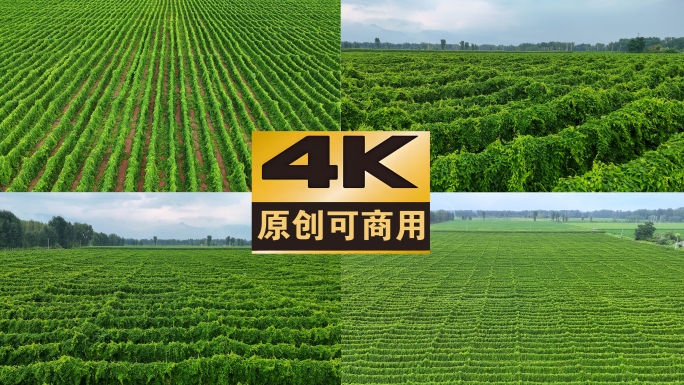 航拍麻山药农田种植农业