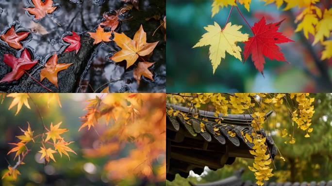 美丽秋天 秋天唯美空镜 立秋初秋