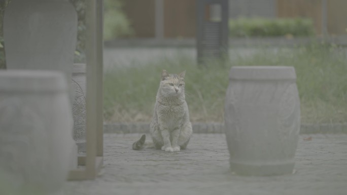 4K 慵懒流浪猫晒太阳可爱快乐的小猫