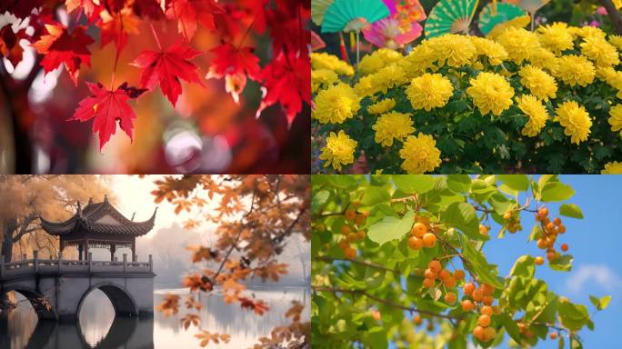 立秋初秋唯美风光 金色秋天树木花朵