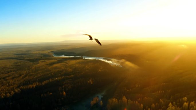 动物世界人与自然飞禽走兽生机勃勃生物多样