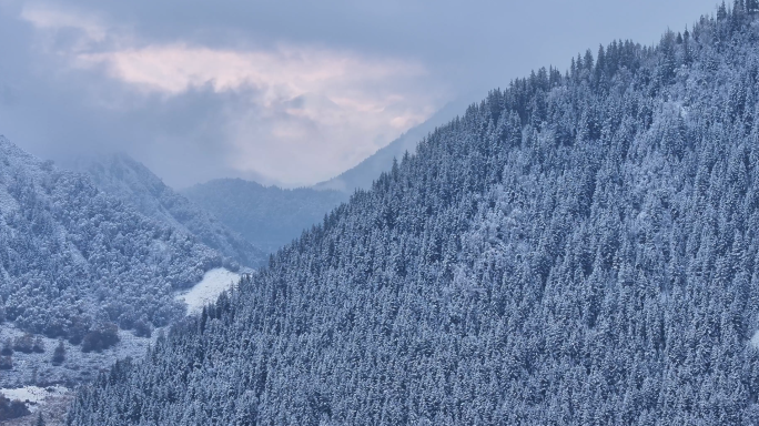 冬天雪凇山林雾海