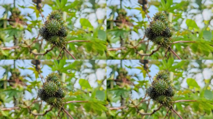 蓖麻果实或蓖麻豆或蓖麻油植物的视频