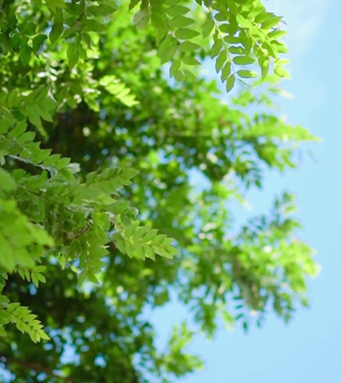 夏天阳光树叶绿荫微风