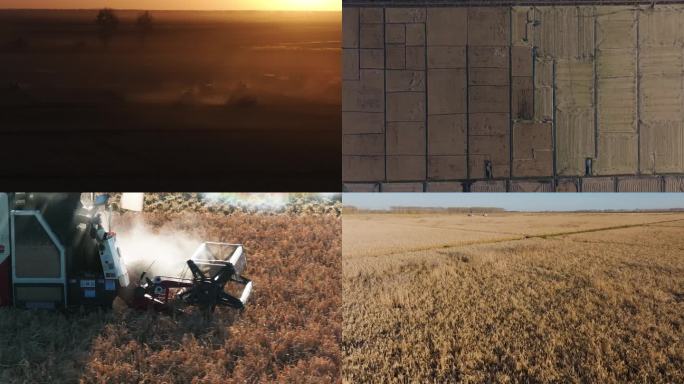 农场成片水稻田农业收获机械化生产航拍