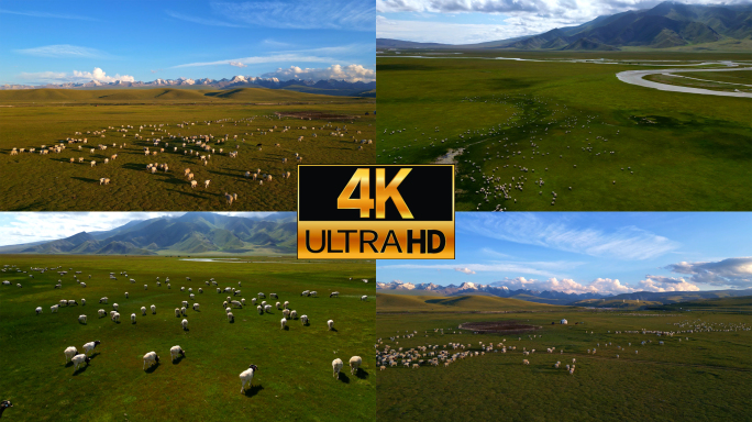 草原 日出 羊群