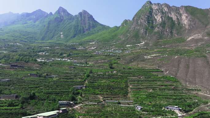 四川阿坝州理县樱桃种植园