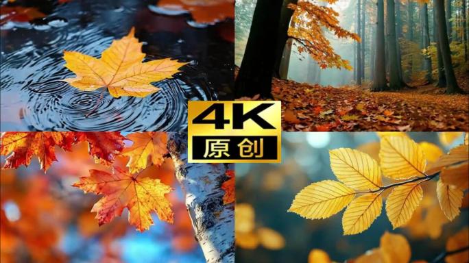 秋分秋天立秋红叶枫叶秋季落叶秋分唯美意境