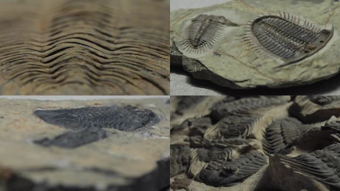 三叶虫和史前昆虫